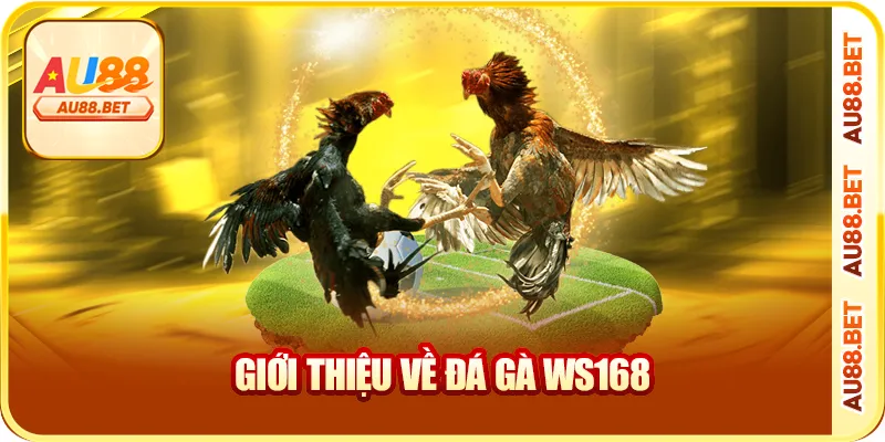 Giới thiệu về đá gà WS168 Giới thiệu về đá gà WS168