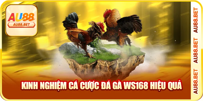 Kinh nghiệm cá cược đá gà WS168 hiệu quả Kinh nghiệm cá cược đá gà WS168 hiệu quả