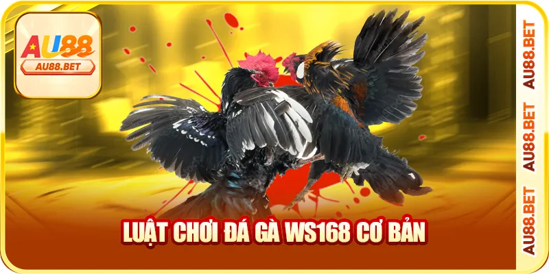 Luật chơi đá gà WS168 cơ bản Luật chơi đá gà WS168 cơ bản